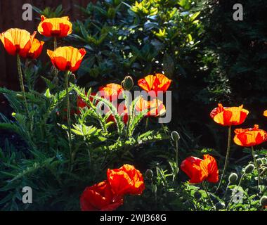 Backlit / Sunlit red Papaver orientale 'allegro' poppy flowers in bloom growing in English Garden border, England, UK Stock Photo