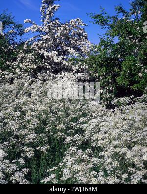 Sunlit white Cow parsley (Anthriscus sylvestris) and Hawthorn (Crataegus monogyna) Hedgerow blossom in Spring with blue sky, England, UK Stock Photo