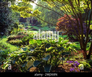 Beautiful view in Bressingham Gardens in the 1990s with Hostas, Acers, grass lawns and willow tree, England, UK Stock Photo