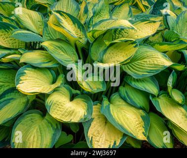 Beautiful variegated leaves of Hosta 'Gold Standard' (fortunei) growing in English garden, England, UK Stock Photo