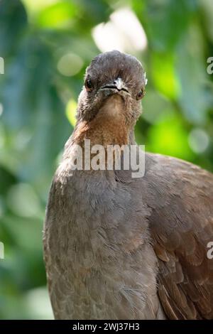 the lyre bird male has an ornate tail, with special curved feathers that, in display, assume the shape of a lyre. Stock Photo