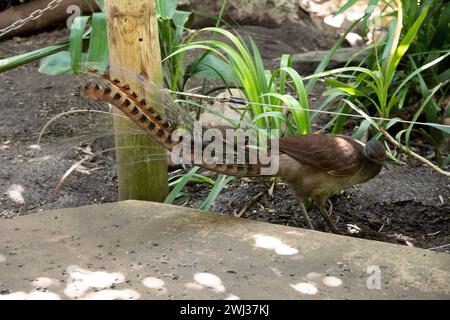 the lyre bird male has an ornate tail, with special curved feathers that, in display, assume the shape of a lyre. Stock Photo