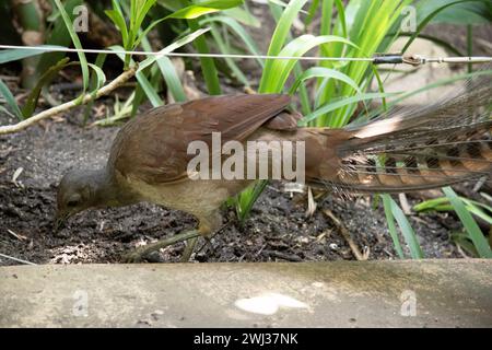 the lyre bird male has an ornate tail, with special curved feathers that, in display, assume the shape of a lyre. Stock Photo