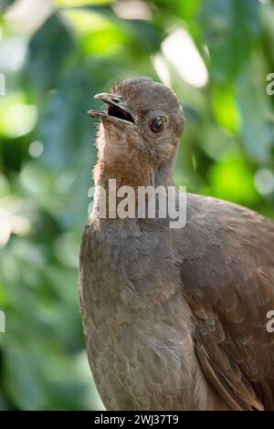 the lyre bird male has an ornate tail, with special curved feathers that, in display, assume the shape of a lyre. Stock Photo