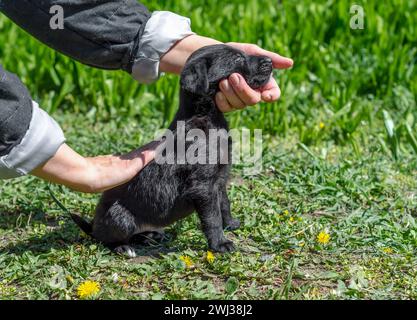 Little black mongrel puppy in female hands on a green lawn with dandelions Stock Photo