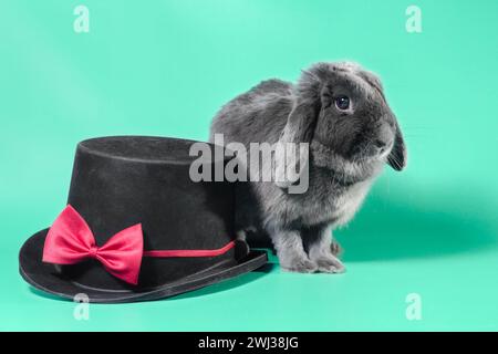 Lop-eared dwarf rabbit next to a black cylinder hat on a green background Stock Photo