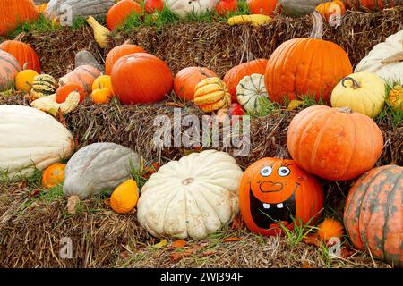 Decoration with various Pumpkins and with an Happy Halloween Face Pumpkin in Straw. Decoration Stock Photo