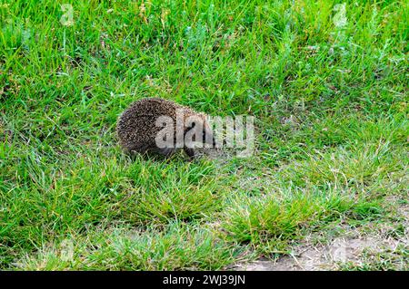 Young hedgehog on green summer grass. Stock Photo