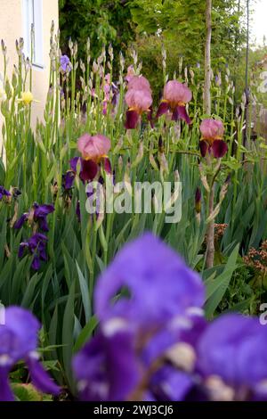 Bearded iris, Iris barbata Stock Photo