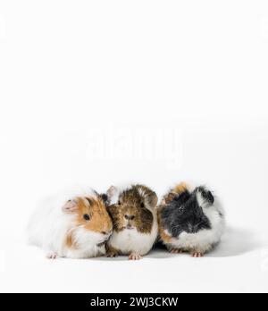 Three motley guinea pigs on a white background Stock Photo