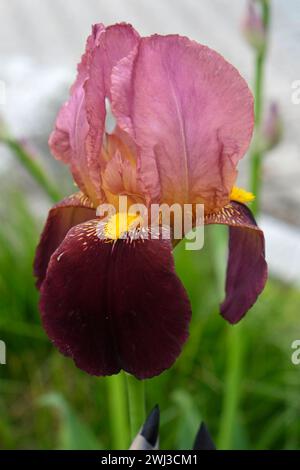 Bearded iris, Iris barbata Stock Photo