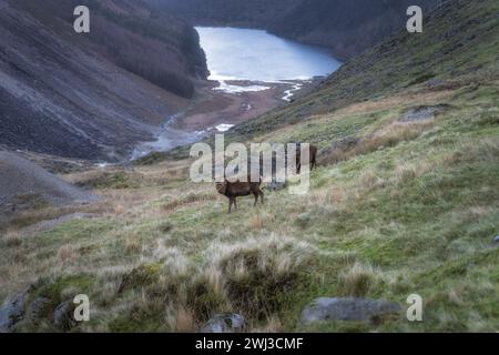 Sika Deer, stag, scientific name Cervus Nippon, gazing in Glendalough highlands. Hiking in beautiful autumn Wicklow Mountains, Ireland Stock Photo