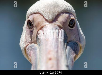 Portrait of a large white pelican close up Stock Photo