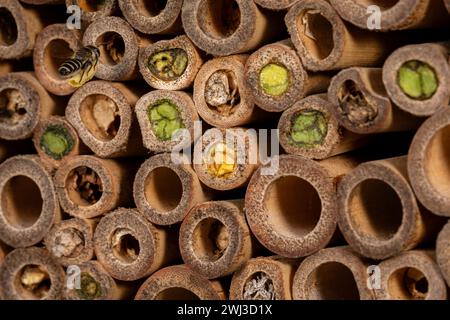 Western Leafcutter Bee flying on bee house. Insect and nature conservation, habitat preservation, and backyard flower garden concept Stock Photo