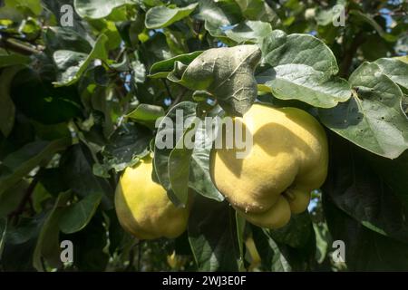 Quinces (Cydonia oblonga; syn. Cydonia vulgaris) - ripe fruit on the tree Stock Photo