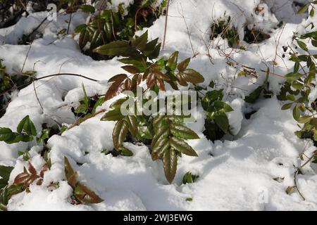 Mahonia aquifolia, Oregon grape, snow Stock Photo