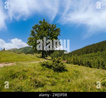 Carpathian mountain summer country landscape Stock Photo