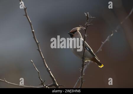 A Bohemian Waxwing in Milton Keynes. Stock Photo