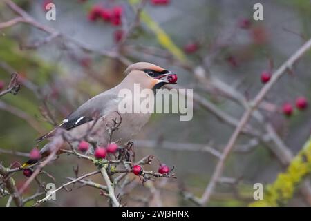 A Bohemian Waxwing in Milton Keynes. Stock Photo