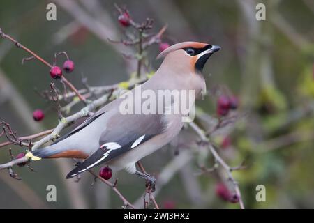 A Bohemian Waxwing in Milton Keynes. Stock Photo