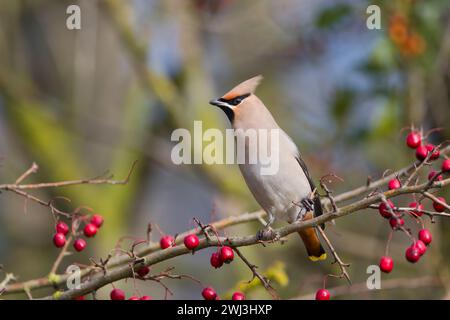 A Bohemian Waxwing in Milton Keynes. Stock Photo