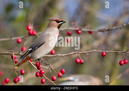 A Bohemian Waxwing in Milton Keynes. Stock Photo