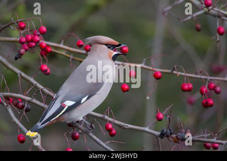 A Bohemian Waxwing in Milton Keynes. Stock Photo