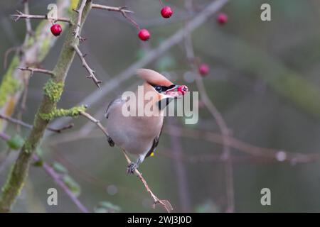 A Bohemian Waxwing in Milton Keynes. Stock Photo