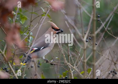 A Bohemian Waxwing in Milton Keynes. Stock Photo