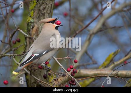 A Bohemian Waxwing in Milton Keynes. Stock Photo