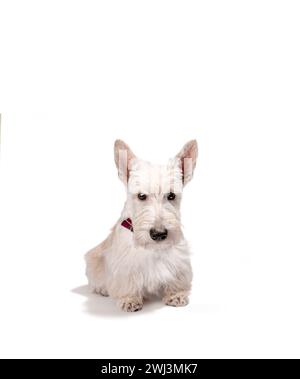 White scottish terrier puppy on a light background Stock Photo