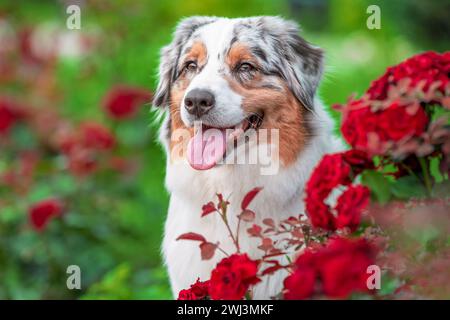 Portrait of an Australian Shepherd dog on a summer lawn with flowerbed on a sunny day Stock Photo