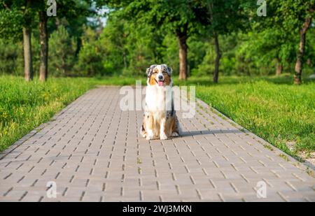Purebred australian shepherd dog for a walk in the park Stock Photo