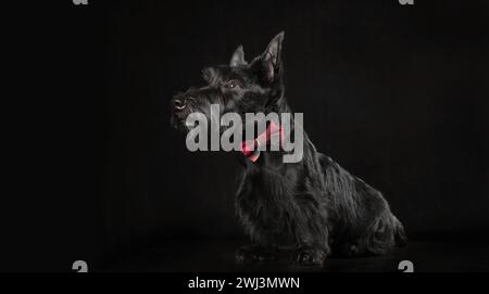 Black scottish terrier puppy on dark background Stock Photo