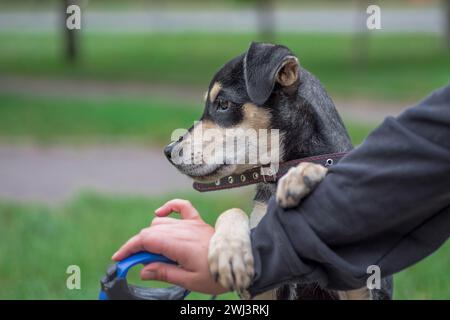 Dog walking a mongrel puppy in a collar holding a human hand Stock Photo