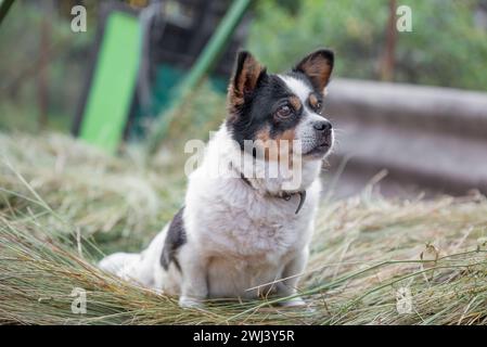 Worried mongrel dog is sitting on the hay Stock Photo