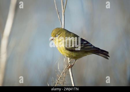 Close up of perched goldfinch. Stock Photo