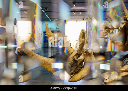 Curtain of Swarovski crystals and fossilized skeleton of Siberian woolly rhinoceros (Coelodonta antiquitatis) Stock Photo