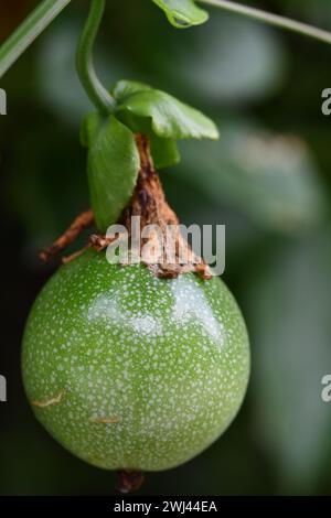 Fresh green passion fruit hanging on the tree ready for harvest Stock Photo