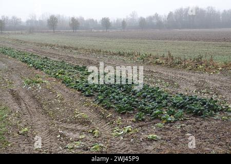 Brassica oleracea convariegata capitata variegata sabauda, Savoy cabbage Stock Photo
