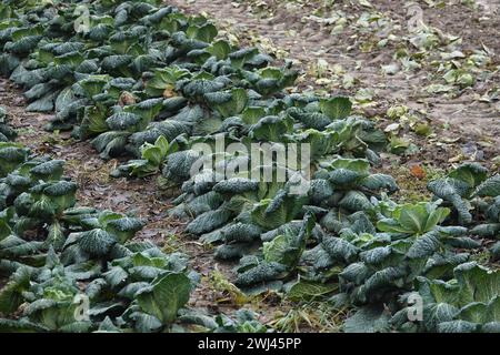 Brassica oleracea convariegata capitata variegata sabauda, Savoy cabbage Stock Photo