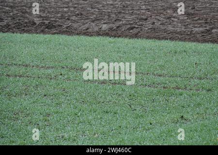 Triticum aestivum, winter wheat, in autumn Stock Photo