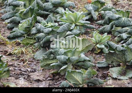 Brassica oleracea convariegata capitata variegata sabauda, Savoy cabbage Stock Photo