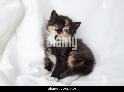 Small tortoiseshell kitten Stock Photo