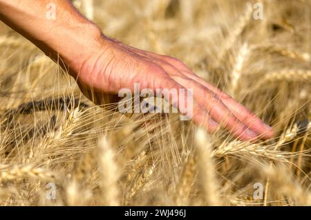 Farmers male hand touching spikelets of wheat on the field Stock Photo