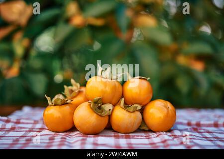 Bunch of ripe persimmons lies on a checkered tablecloth against the background of a green bush in the garden Stock Photo