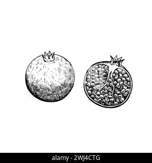 Pomegranate isolated on white background. Hand-drawn ink illustration in retro engraving style. Detailed vector drawing. Stock Vector