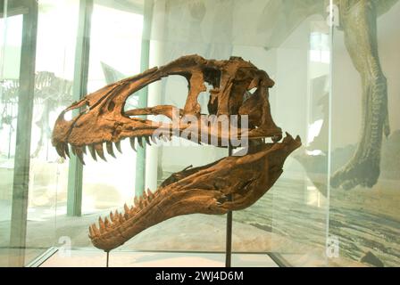 North Carolina Museum of Natural Sciences building's glass dome houses 'Terror of the South' exhibit shows an Acrocanthosaurus skull Stock Photo