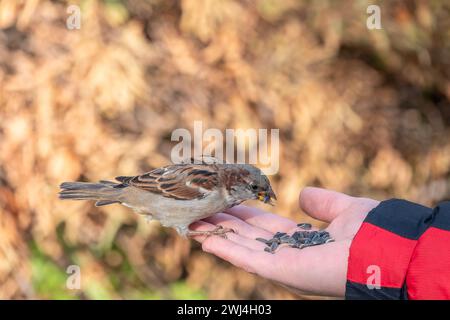 Sparrow eats seeds from a man's hand. A Sparrow bird sitting on the hand and eating nuts. Stock Photo