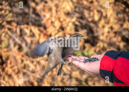 Sparrow eats seeds from a man's hand. A Sparrow bird sitting on the hand and eating nuts. Stock Photo